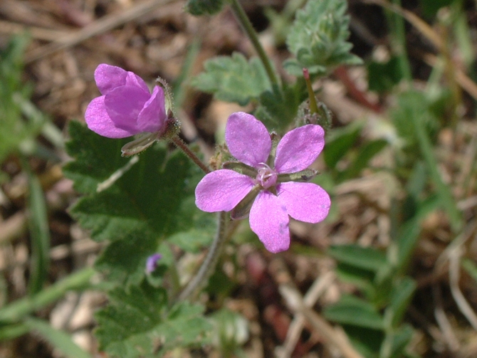 Erodium malacoides / Becco di gru malvaceo